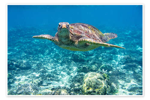 Plakat Sea turtle in the ocean
