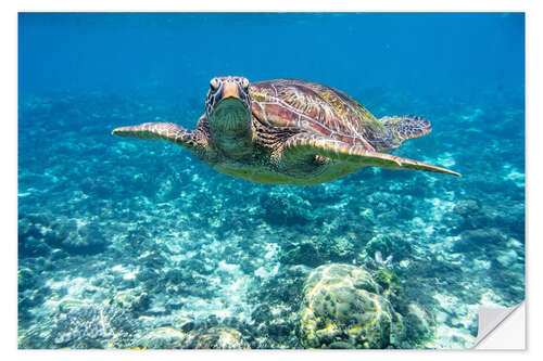 Sticker mural Sea turtle in the ocean