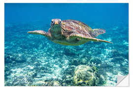 Sticker mural Sea turtle in the ocean