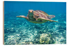 Wood print Sea turtle in the ocean