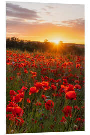 Hartschaumbild Mohnfeld zum Sonnenaufgang II