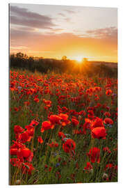 Gallery Print Mohnfeld zum Sonnenaufgang II