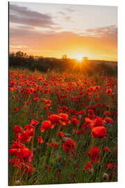 Magnettafel Mohnfeld zum Sonnenaufgang II