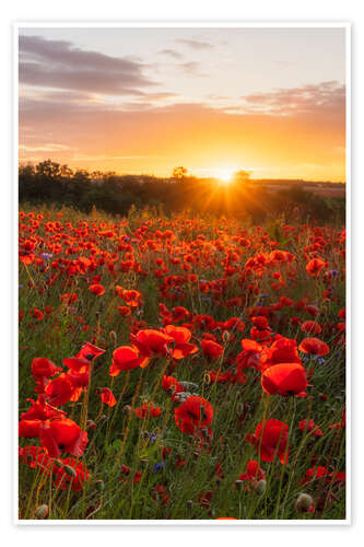 Poster Mohnfeld zum Sonnenaufgang II
