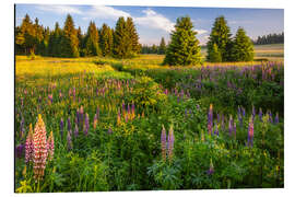 Aluminium print Morning mood in the Erzgebirge meadows