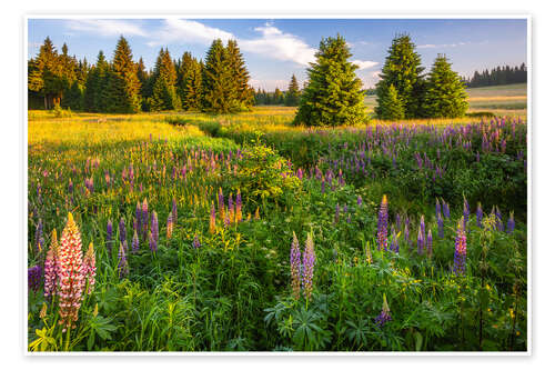 Poster Morning mood in the Erzgebirge meadows