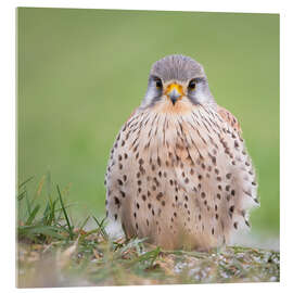Acrylic print Feather Balls - Kestrel - Moqui, Daniela Beyer