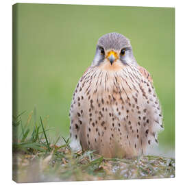 Quadro em tela Feather Balls - Kestrel - Moqui, Daniela Beyer