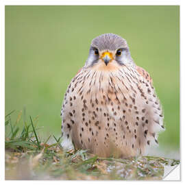 Sticker mural Feather Balls - Kestrel - Moqui, Daniela Beyer