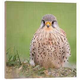 Trätavla Feather Balls - Kestrel - Moqui, Daniela Beyer