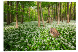 Acrylic print Sun in the Wild Garlic Forest - Moqui, Daniela Beyer