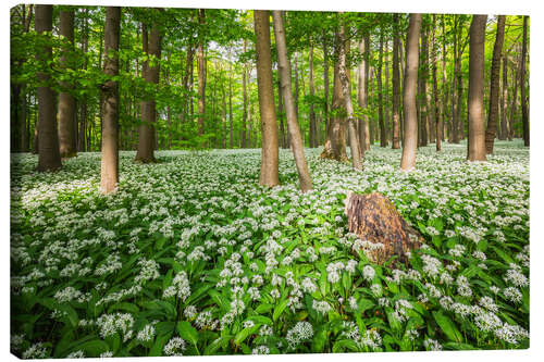 Lienzo Sun in the Wild Garlic Forest