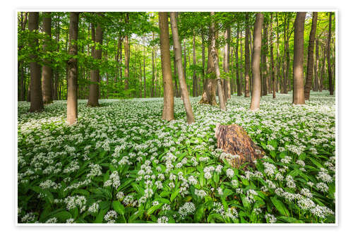 Poster Sun in the Wild Garlic Forest