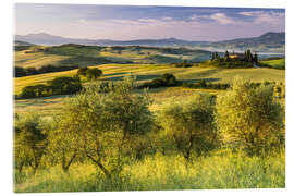Akrylglastavla Olive grove in front of Podere Belvedere, Italy - Moqui, Daniela Beyer