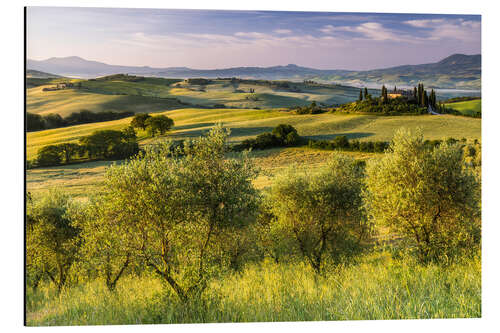 Aluminium print Olive grove in front of Podere Belvedere, Italy