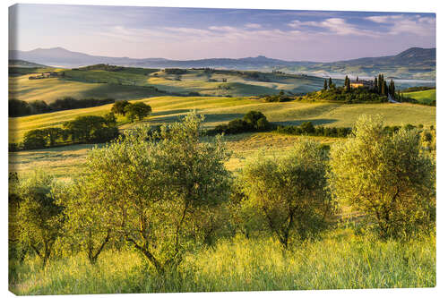 Canvas print Olive grove in front of Podere Belvedere, Italy