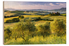 Cuadro de madera Olive grove in front of Podere Belvedere, Italy - Moqui, Daniela Beyer