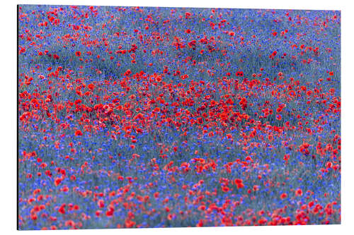 Cuadro de aluminio Red lights in the blue sea of flowers