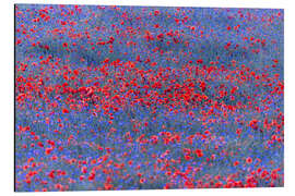 Cuadro de aluminio Red lights in the blue sea of flowers - Moqui, Daniela Beyer