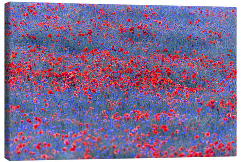 Canvastavla Red lights in the blue sea of flowers