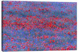Canvastavla Red lights in the blue sea of flowers - Moqui, Daniela Beyer