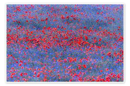 Poster Red lights in the blue sea of flowers