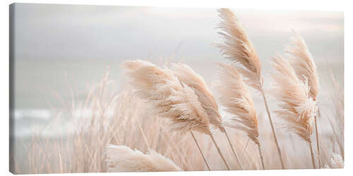 Quadro em tela Pampas grass in a gentle breeze