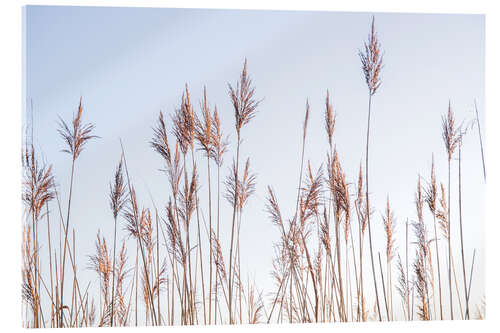 Akrylbilde Dry reeds sway in the wind