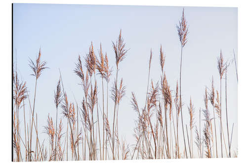 Quadro em alumínio Dry reeds sway in the wind
