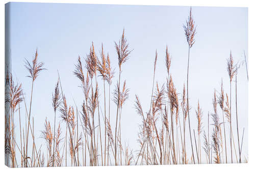 Lienzo Dry reeds sway in the wind