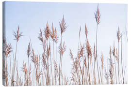 Lienzo Dry reeds sway in the wind - Jan Wehnert