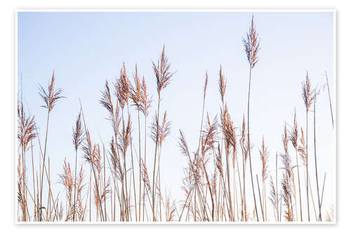 Poster Dry reeds sway in the wind