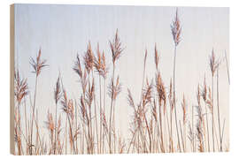 Obraz na drewnie Dry reeds sway in the wind - Jan Wehnert