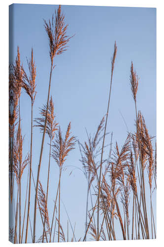 Lienzo Dry reeds sway in the wind