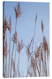 Lienzo Dry reeds sway in the wind - Jan Wehnert