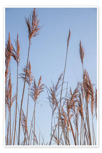 Poster Dry reeds sway in the wind