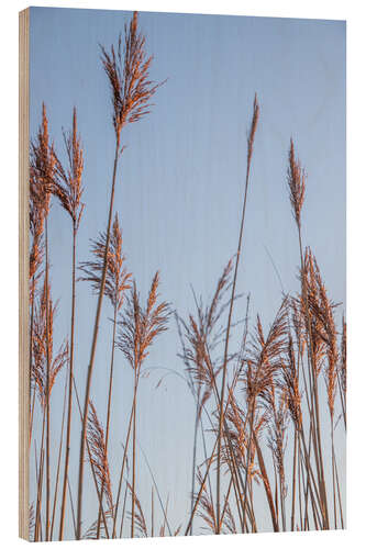 Obraz na drewnie Dry reeds sway in the wind
