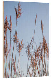 Holzbild Trockenes Schilf Gras schaukelt im Wind - Jan Wehnert