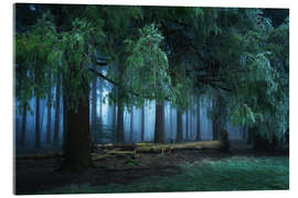 Acrylic print Dark forest - Martin Podt