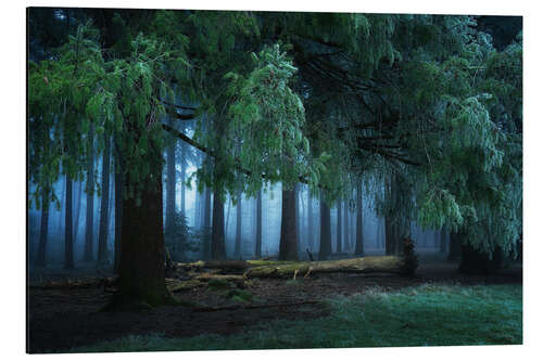 Aluminium print Dark forest
