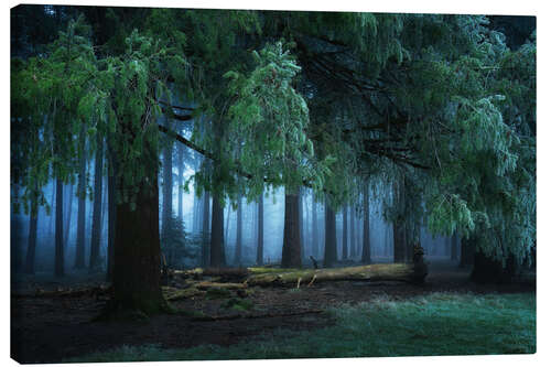 Leinwandbild Dunkler Wald
