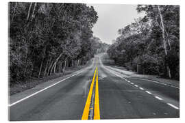 Quadro em acrílico Road through the rainforest near Iguaz, Argentina - HADYPHOTO