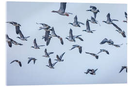 Acrylic print Flock of grey geese on Sylt - Christian Müringer
