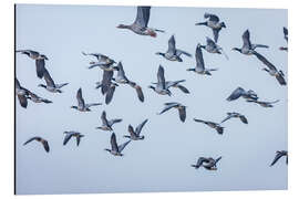 Aluminium print Flock of grey geese on Sylt - Christian Müringer