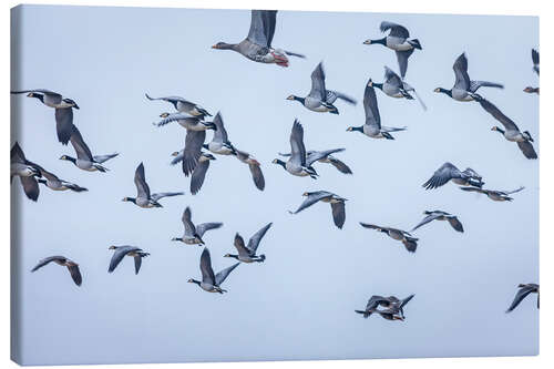 Lienzo Flock of grey geese on Sylt