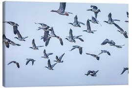 Lienzo Flock of grey geese on Sylt - Christian Müringer