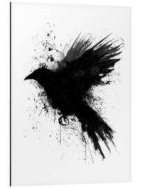 Aluminium print Raven - Christian Klute