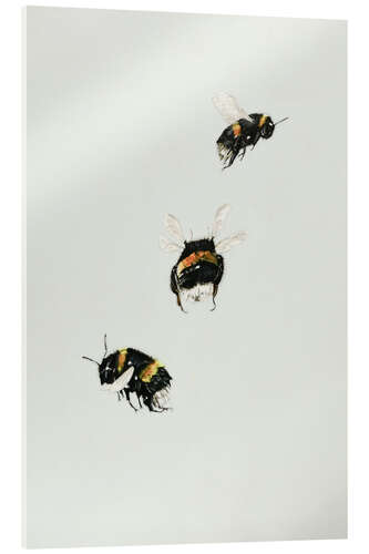 Acrylglas print Three bumblebees
