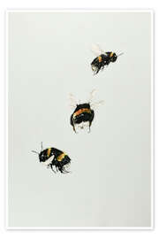 Poster Three bumblebees - Kate Kingdom