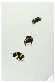 Selvklæbende plakat Three bumblebees
